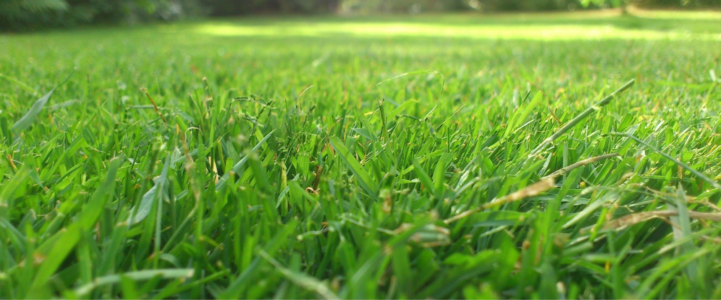 Freshly edged lawn beside a mulched garden bed
