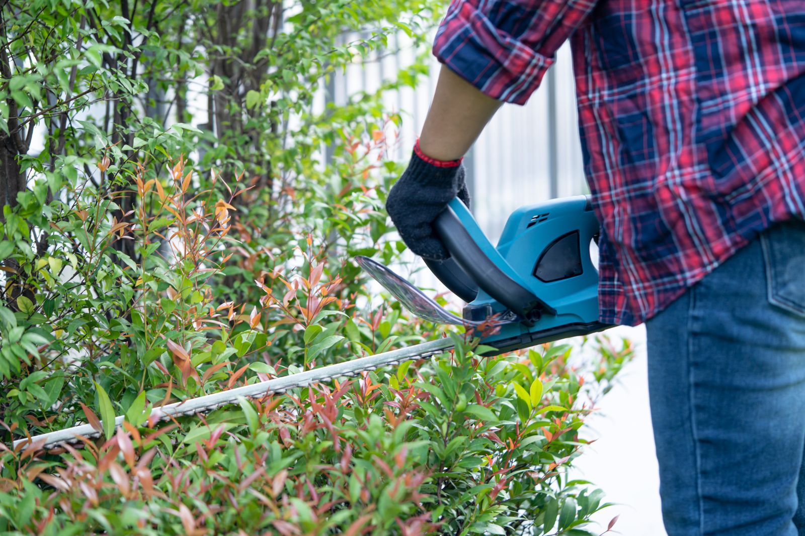 Hedge trimmer resting on a trimmed hedge