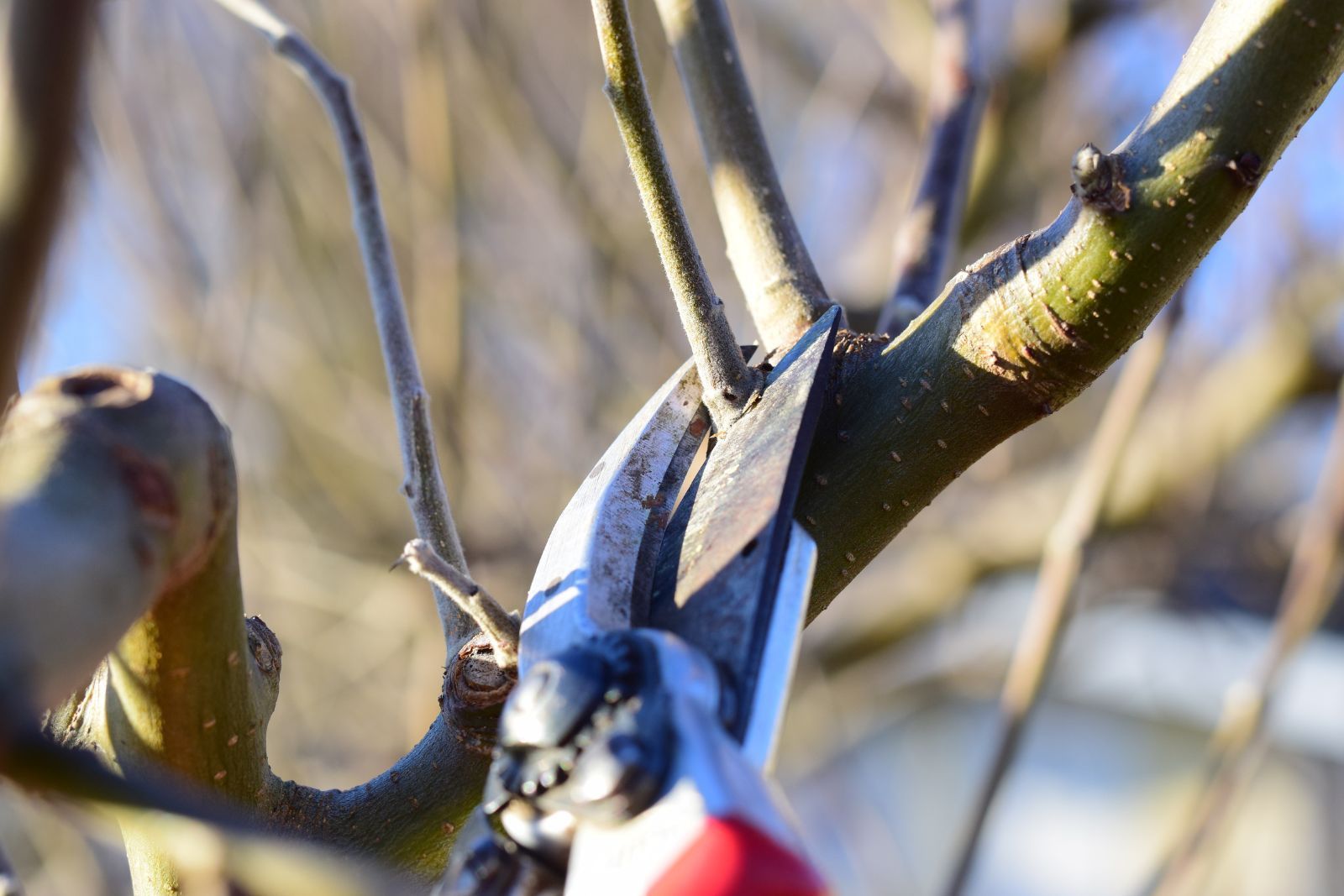 Pruned roses in a spring garden