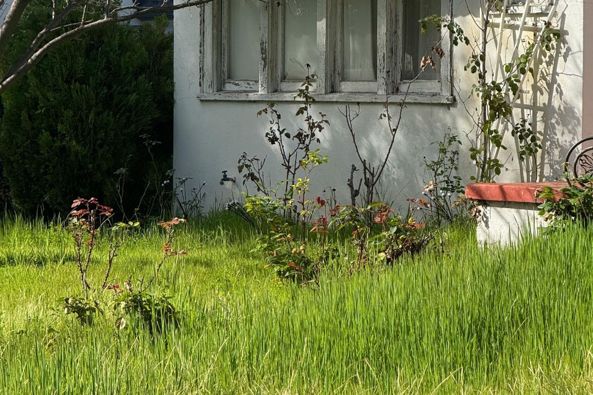 Overgrown garden corner with long grass